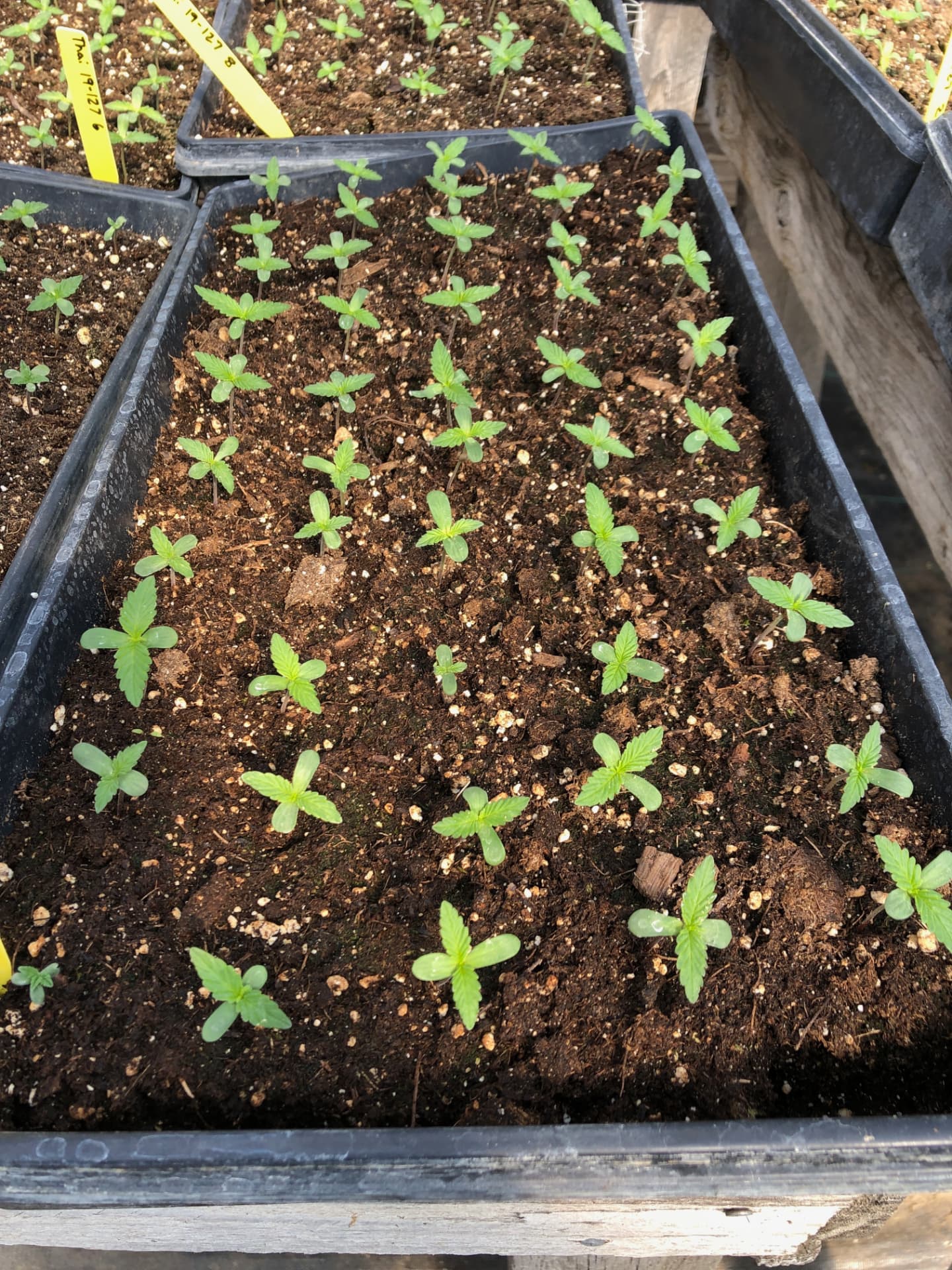Seed in the ground