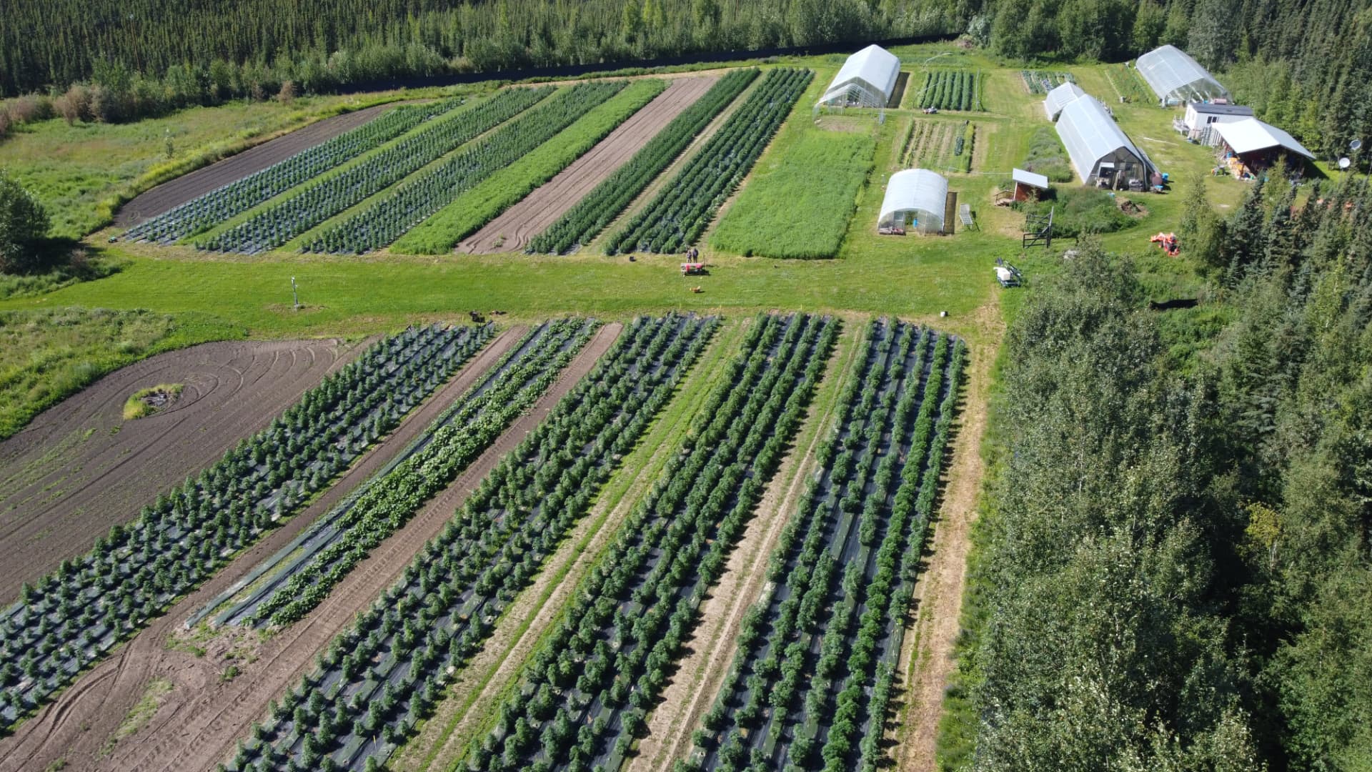 Wide view of the cannabis field and greenhouses at Rosie Creek Farm