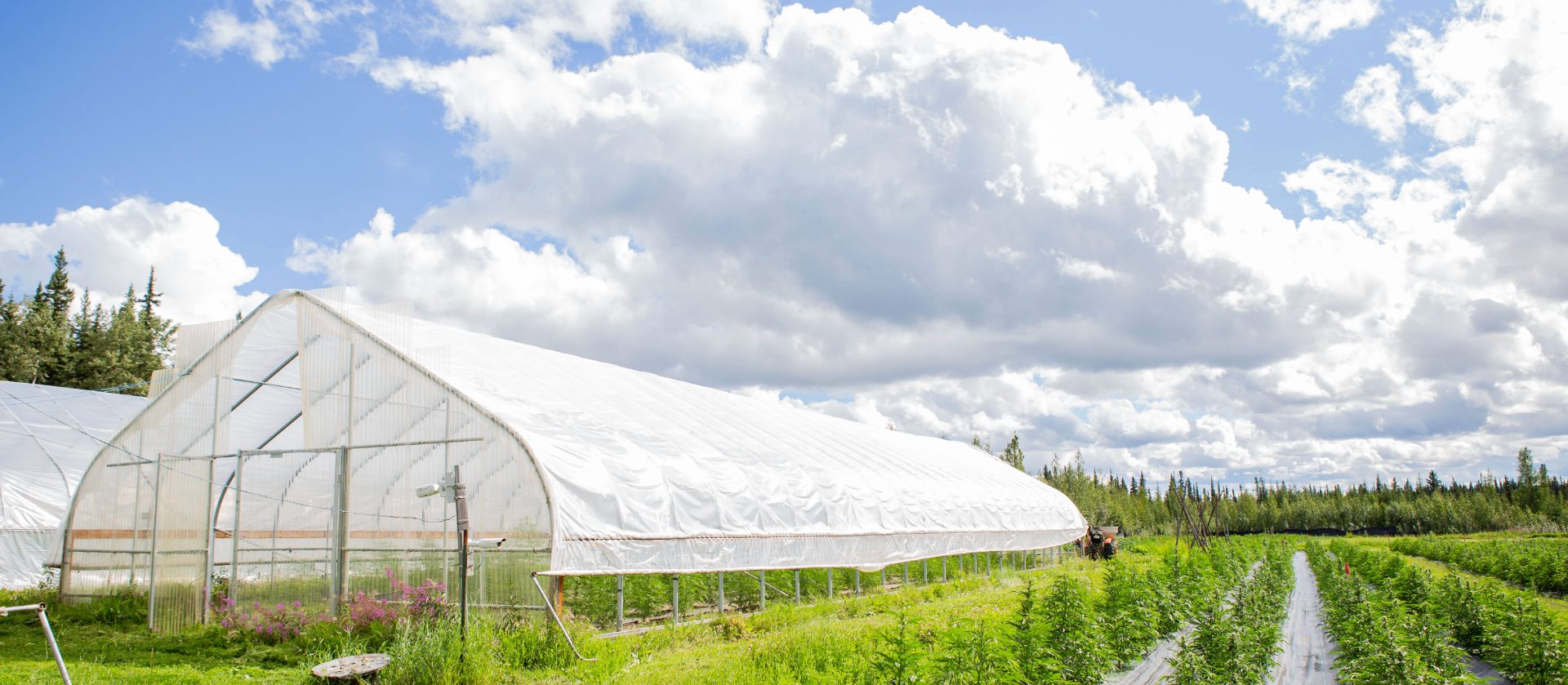 Greenhouses at Rosie Creek Farm under summer clouds