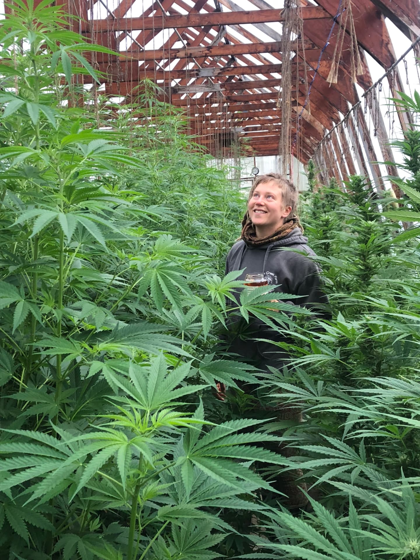 Crew member among tall plants in the greenhouse