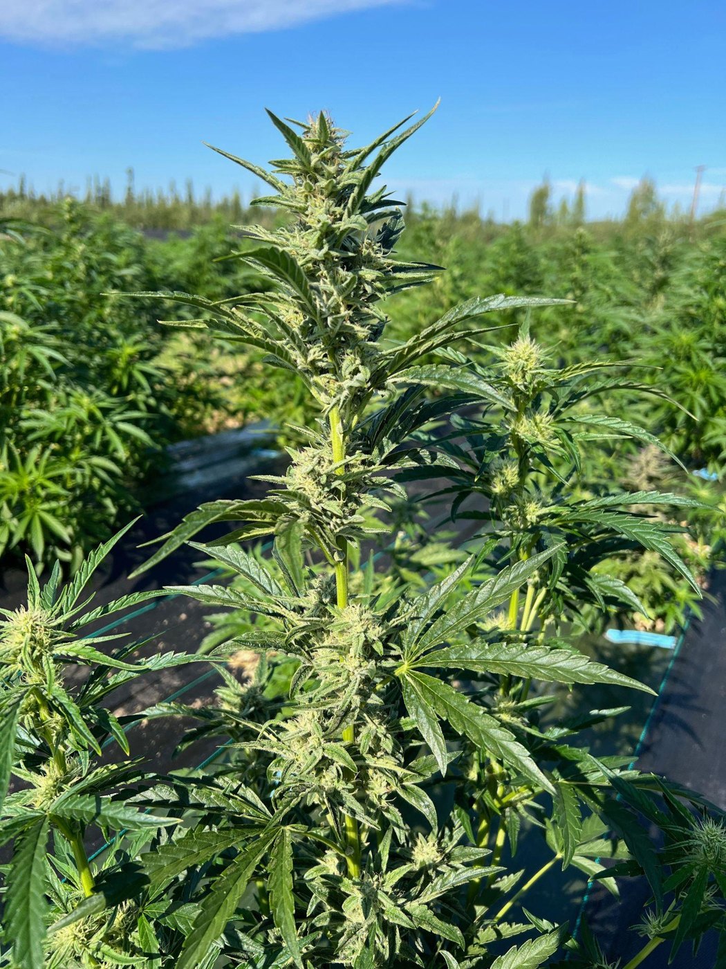 Wedding Cake plant