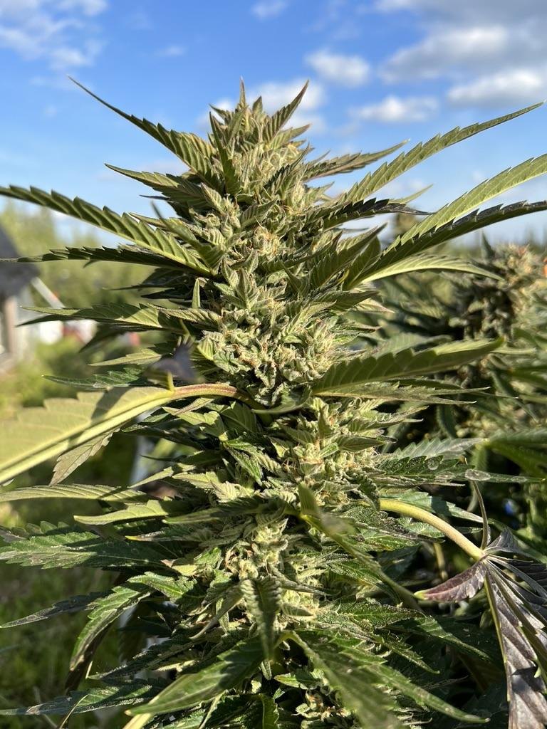 Sour Orange Haze plant