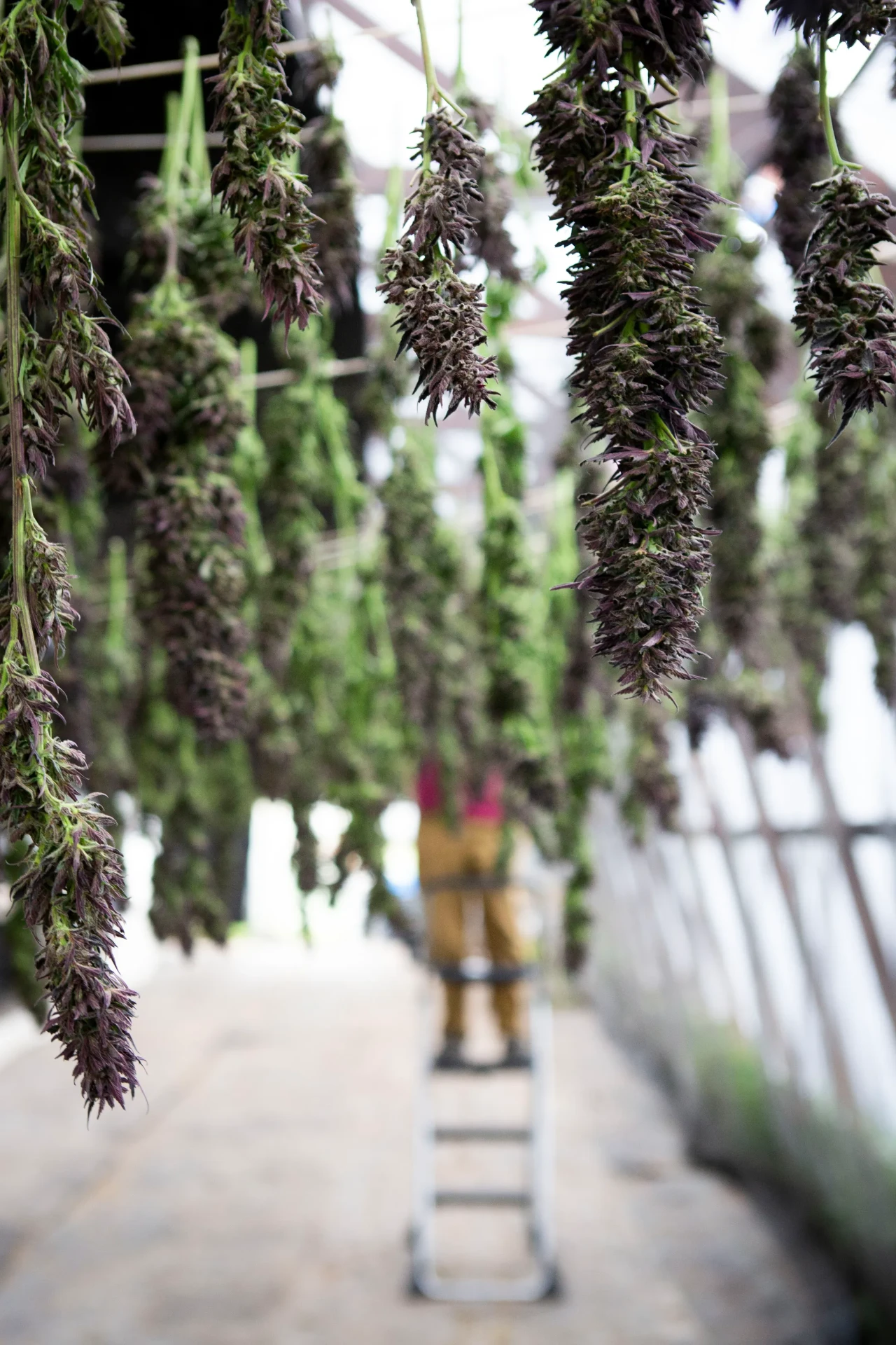 Cannabis hanging to dry in a greenhouse