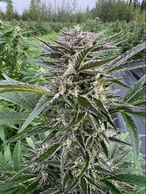 Froot by the Foot plant