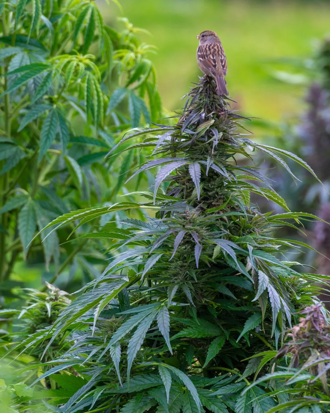 Sparrow perched on a cannabis cola
