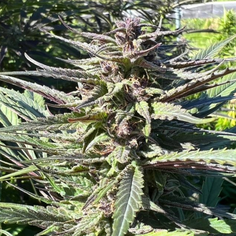 Cabin Fever plant