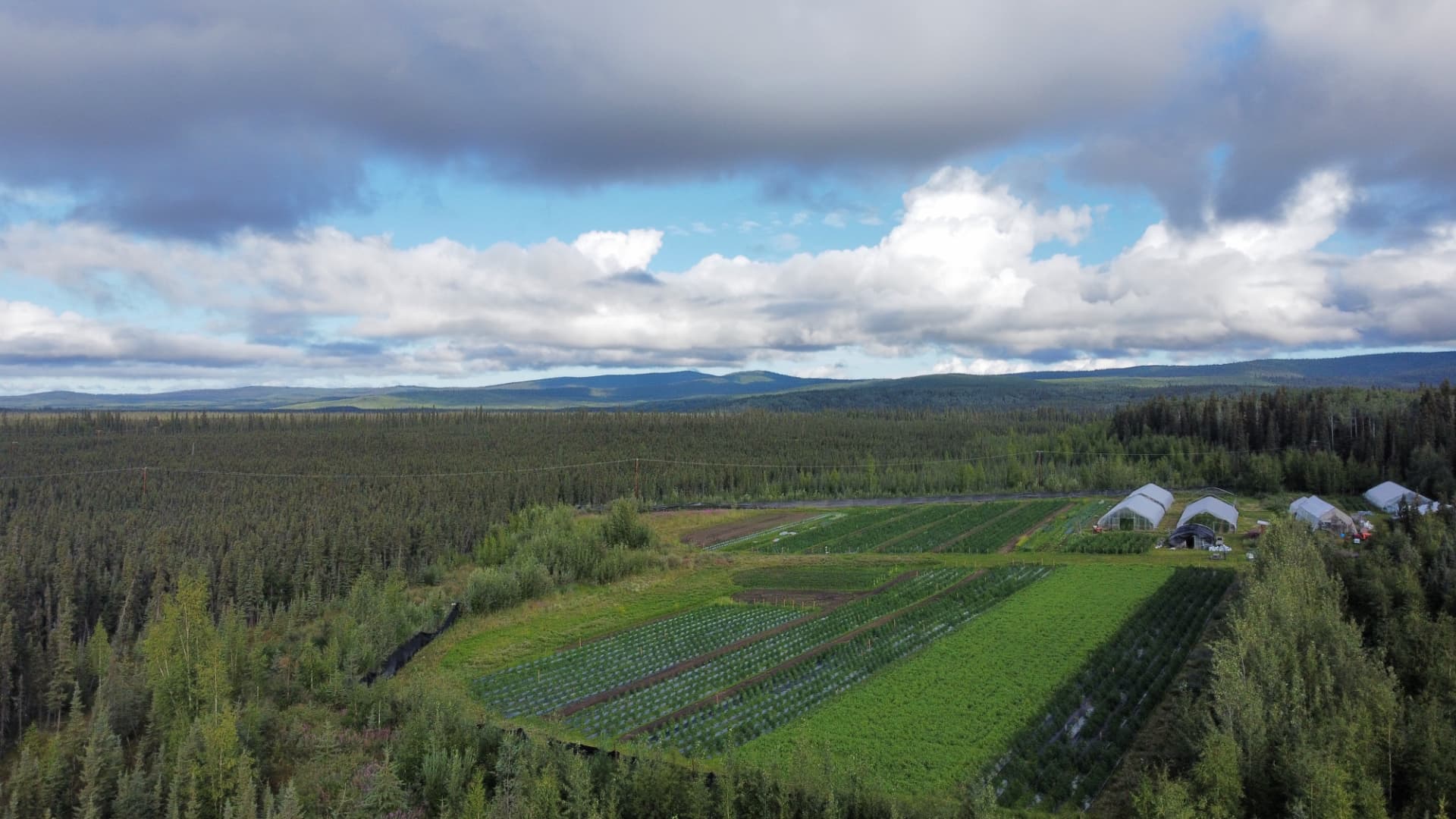 Greenhouses and cannabis fields at Rosie Creek Farm