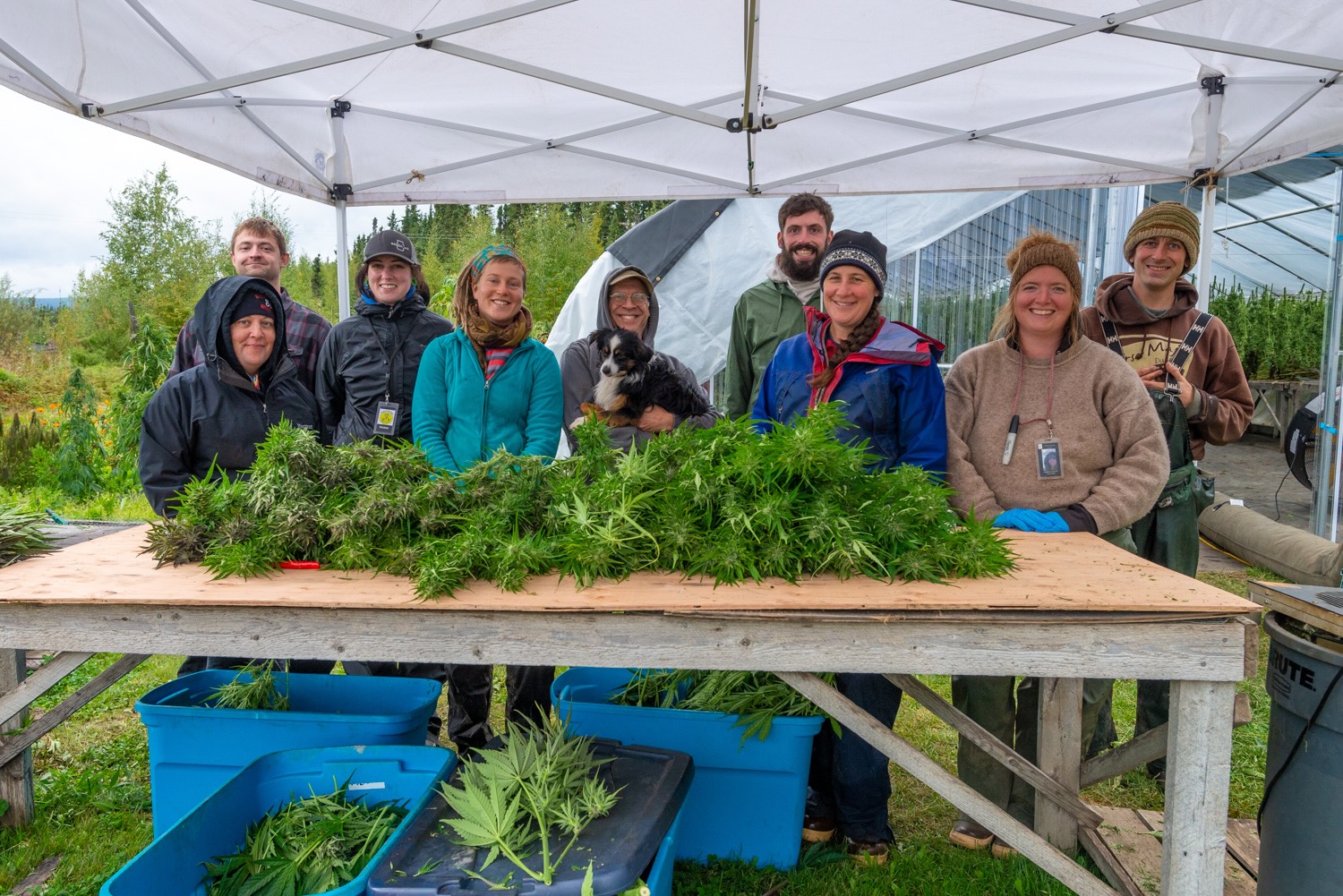 The harvest crew gathered at the trim table under the tent