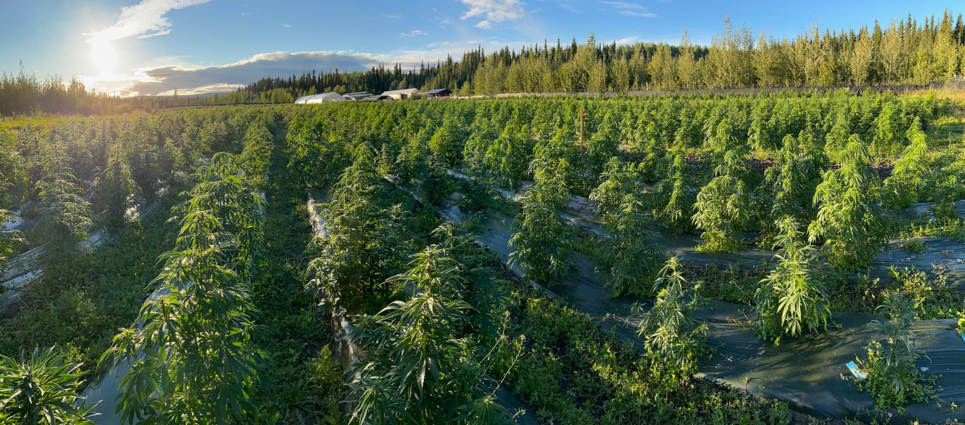Rows of cannabis plants at sunset across the farm field