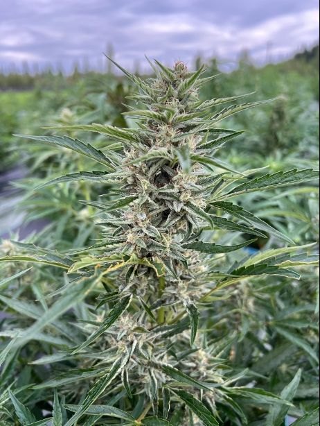 Blue Dream plant