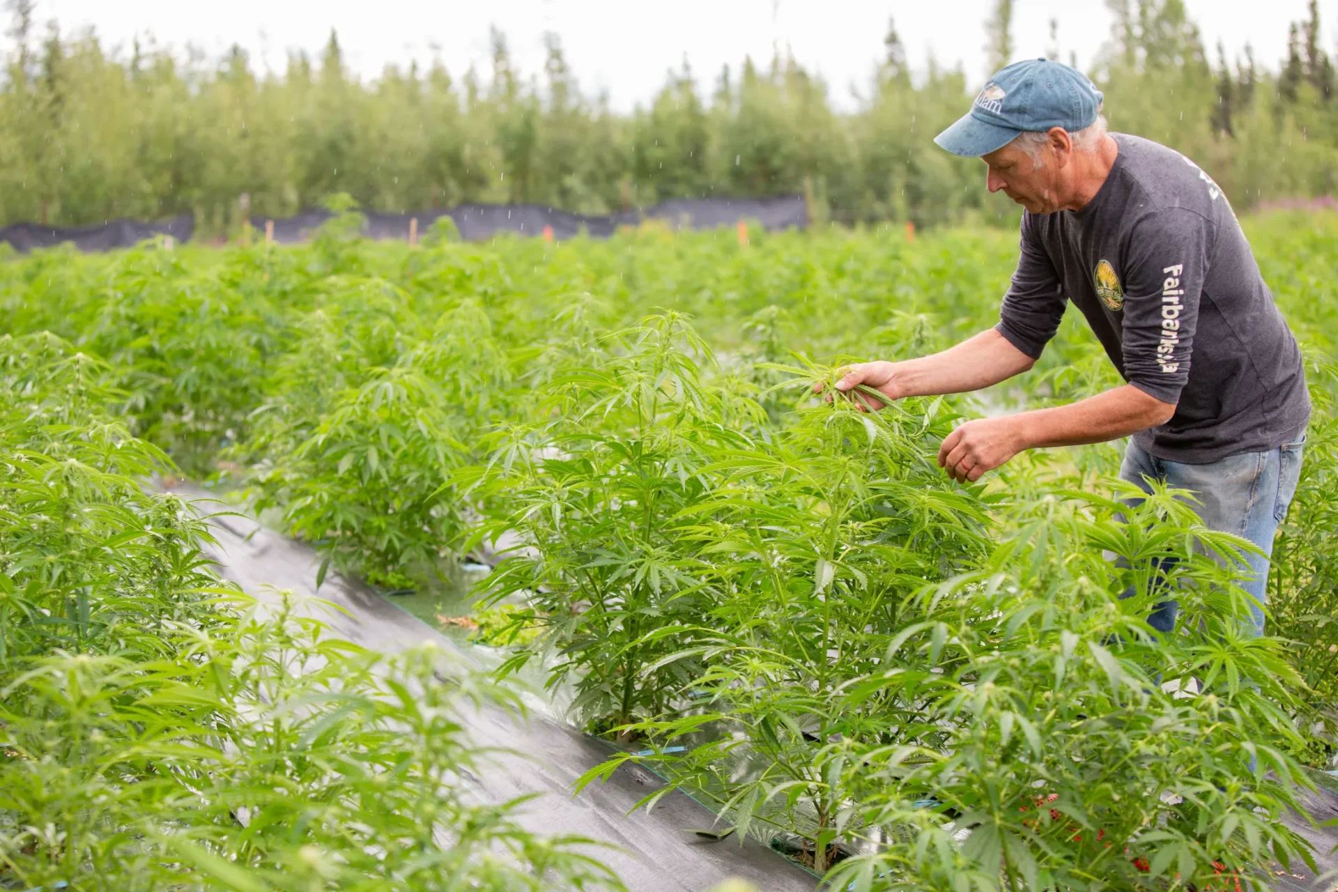 Mike tending cannabis plants in the field