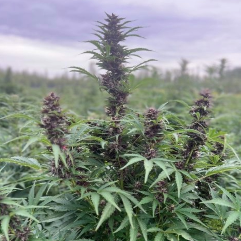 Ice Fog Kush plant