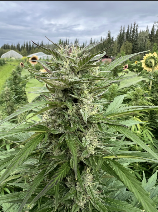 Harvest Moon plant