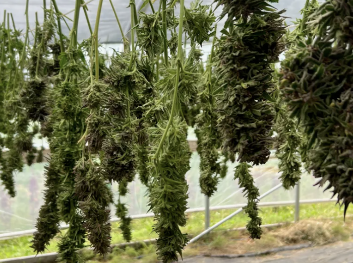Cannabis hanging to dry in a greenhouse