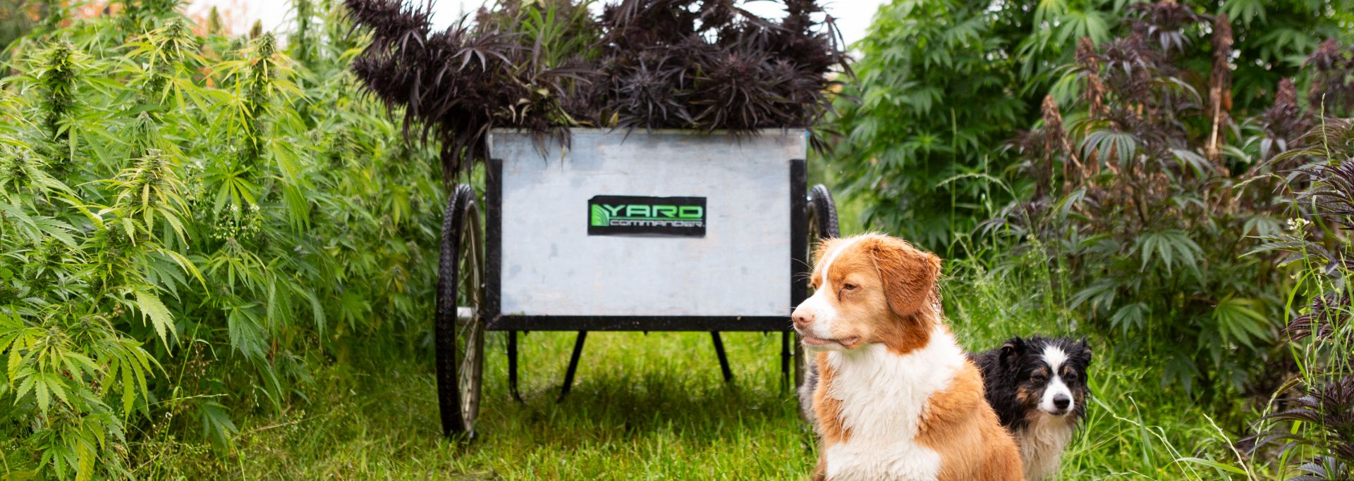 Rusty and Coco with the yard cart in the field