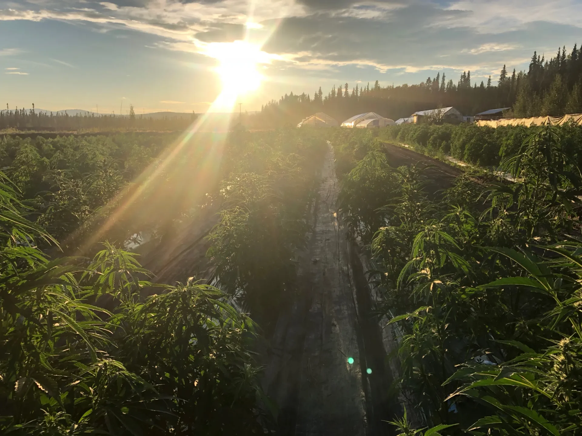 Sunset over cannabis rows at Rosie Creek Farm