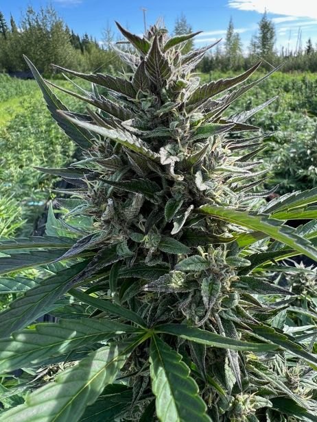 Fogdog plant